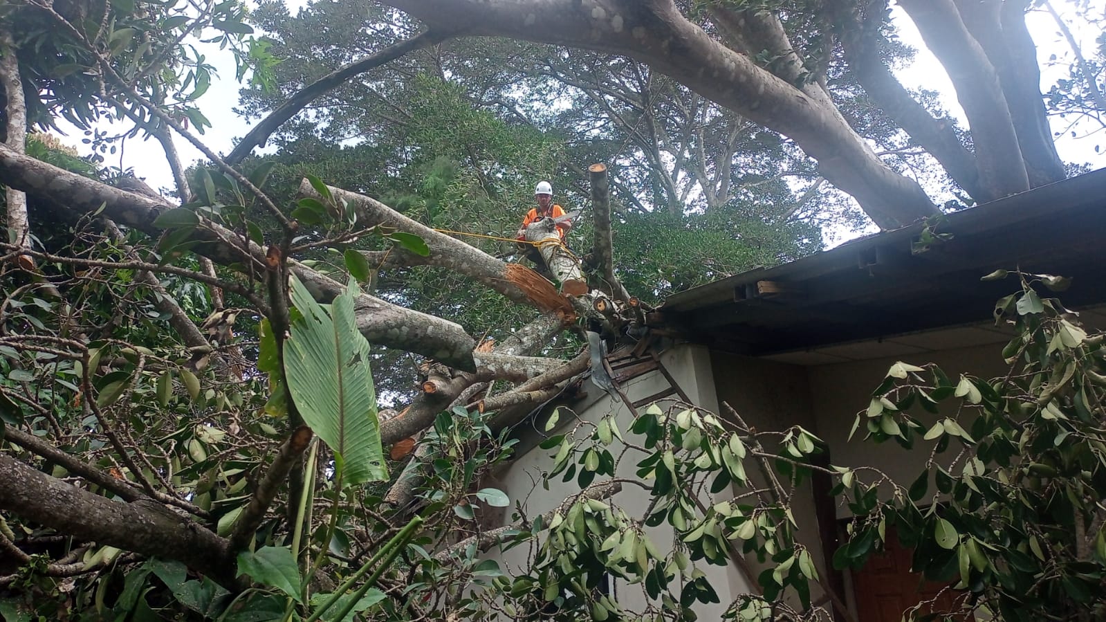 Atención a árbol caído en vivienda en calle al Tablón Santa Clara, San Vicente